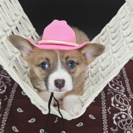 Cheddar(Gingersnap) - Sable female Pembroke Welsh Corgi puppy in Dickeyville, Wisconsin from J&R Shepherds & Corgis