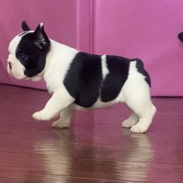 French Bulldog Puppies from Hilltop French Bulldogs