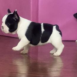 French Bulldog Puppies from Hilltop French Bulldogs