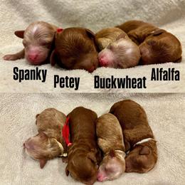 Alfalfa - Red  male Poodle puppy in Hawthorne, Florida from Loblolly Ranch