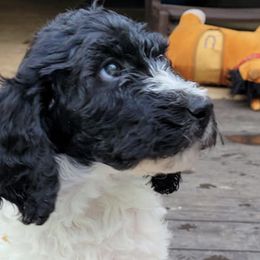 Goldendoodles and Labradoodles from Indian Hills Doodles