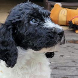 Goldendoodles and Labradoodles from Indian Hills Doodles