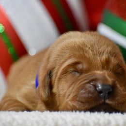 Cupid(blue collar) - Dark golden male Golden Retriever puppy in Gober, Texas from Trigger Time Kennels