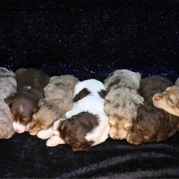 Aussiedoodle puppies from Aspen River Doodles