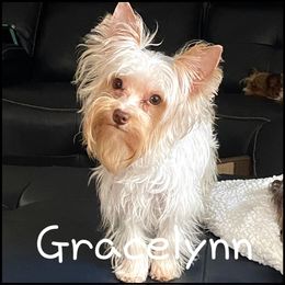 Gracelynn - Yorkshire Terrier