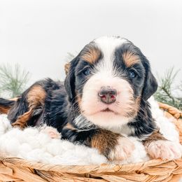 Stuffing - Tri-color male Bernedoodle puppy in Hudson, Indiana from TurkeyCreek-K9