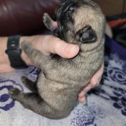 Girl 3 - Fawn female Pug puppy in Phoenix, Arizona from Pug Place Phoenix