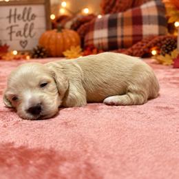 Casper - Cream male Dachshund puppy in Crestview, Florida from Neverending Dachies