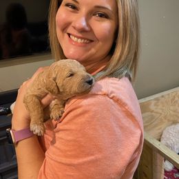 Goldendoodle Puppies from Null Doodles