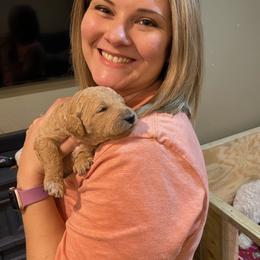 Goldendoodle Puppies from Null Doodles