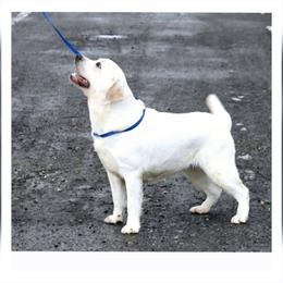 BONBON - Yellow female Labrador Retriever puppy in Pasco, Washington from ROCK CREEK LABRADORS Pasco, WA