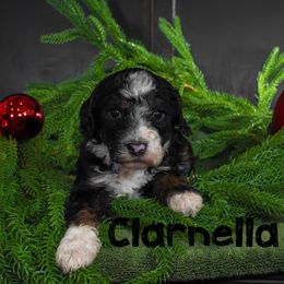 Clarnella - Tri-color female Bernedoodle puppy in Gentry, Arkansas from WWBar Bernedoodles
