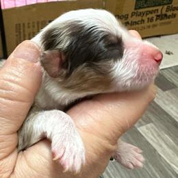 Yellow Collar - Red merle female Australian Shepherd puppy in Winston Salem, North Carolina from Serenity Acres Aussies