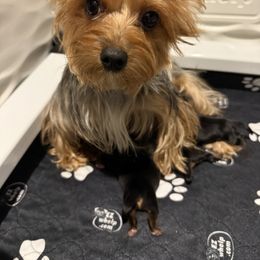 Yorkshire Terrier All Grown Up from Tricia’s Yorkie Puppies