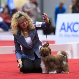 Shih Tzu All Grown Up from Devalon Shih Tzu Palm Beach