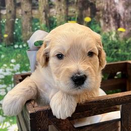 Vela - Cream female Goldendoodle puppy in The Woodlands, Texas from Gracie's Goldendoodles and Bernedoodles
