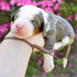 Wren - Merle male Bernedoodle puppy in Folsom, Louisiana from DoodlesFarmCo