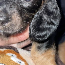 Dachshund Puppies from Briana's Dachshunds