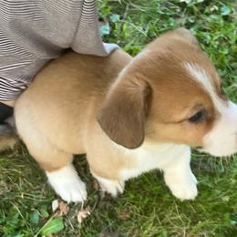 Candy bar - Red male Pembroke Welsh Corgi puppy in Winneconne, Wisconsin from LaLoba’s Corgis