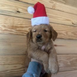 Brown Boy - Dark golden male Golden Retriever puppy in Hendersonville, North Carolina from Apple Country Retrievers