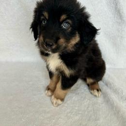 Guadalupe - Black tri-color male Australian Shepherd puppy in Beach City, Texas from Salt N Sass Aussies
