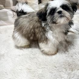 Charlie - Gold and white male Shih Tzu puppy in California from Fairy Tails Shih Tzus CA