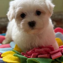 Camp - White male Maltese puppy in Colonial Beach, Virginia from BeachRidge Pups