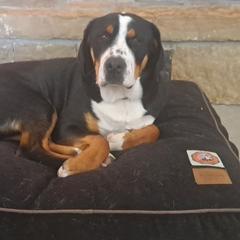 Greater Swiss Mountain Dog All Grown Up from Bugyal Kennel