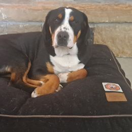 Greater Swiss Mountain Dog All Grown Up from Bugyal Kennel