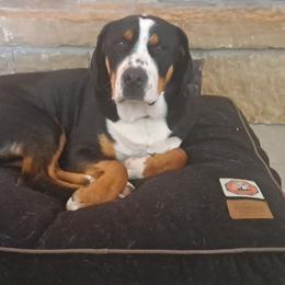 Greater Swiss Mountain Dog All Grown Up from Bugyal Kennel