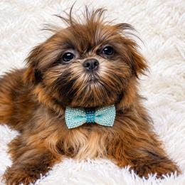 Sovereign - Blue and white male Shih Tzu puppy in Riverside, California from Be Dazzled Shihtzu