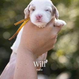 Will - Parti male Goldendoodle puppy in Acton, Maine from Silver Pines Pups