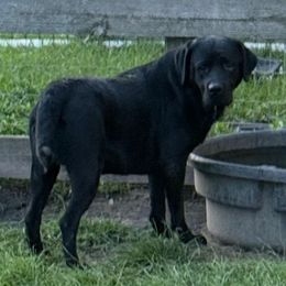 Percy - Black male Labrador Retriever puppy in Dunnellon, Florida from Quail Meadow Labradors