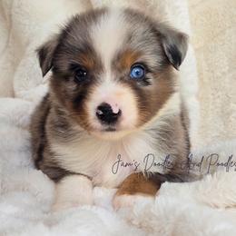 Airhead - Blue merle male Miniature Australian Shepherd puppy in Cleveland, Georgia from Jam's Doodles And Poodles
