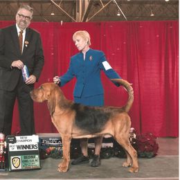 Barney - Bloodhound