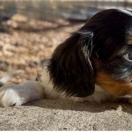 Cavalier King Charles Spaniel Puppies from Nococavaliers