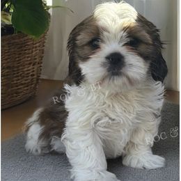 Charlie - Brindle and white male Cavatzu puppy in Oklahoma from Rocky Oak Cavaliers & Biewer Terriers LLC