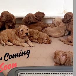 Goldendoodles and Shih Tzus from Shihtzuandoodlenc