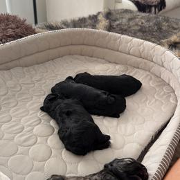 Miniature Schnauzer Puppies from Birkin’s Miniature Schnauzers