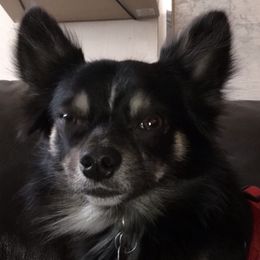 Chihuahuas from The Pulley-Day pups