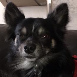 Chihuahuas from The Pulley-Day pups