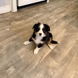 Purdy - Black tri female Miniature Australian Shepherd puppy in Midlothian, Virginia from Scearce breeders