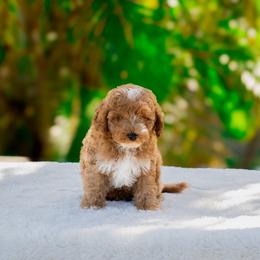 Max - Red  male Goldendoodle puppy in Fort Myers, Florida from Corgis & Doodles