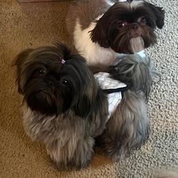 Binx - Shih Tzu