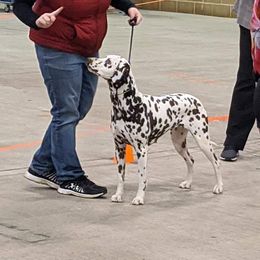 Lacey - Dalmatian
