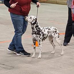 Lacey - Dalmatian
