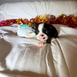 Buddy - Black brindle and white male Boston Terrier puppy in London, Kentucky from Puppy Love