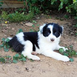 Border Collies from Dog Pond Border Collies