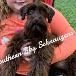 Cocoa - Miniature Schnauzer