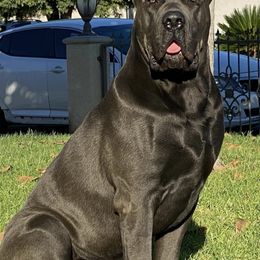 Cane Corso from Guardiano Cane Corso